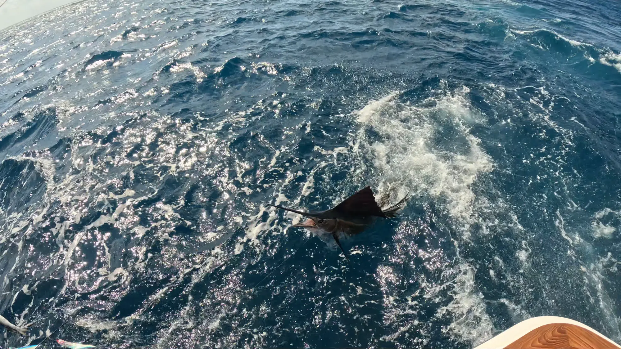 Sailfish released boatside